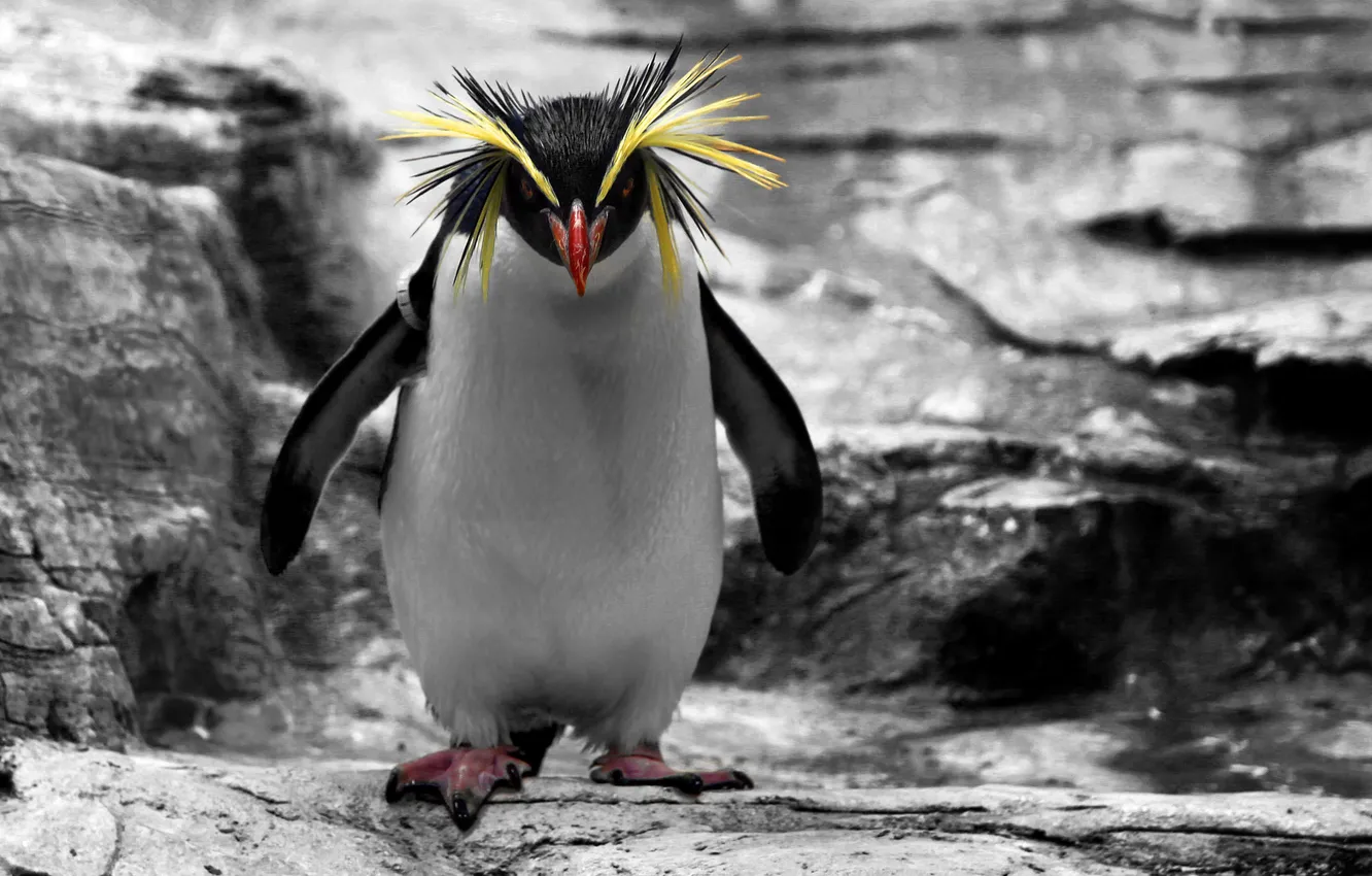 Фото обои фон, птица, пингвин, Золотоволосый