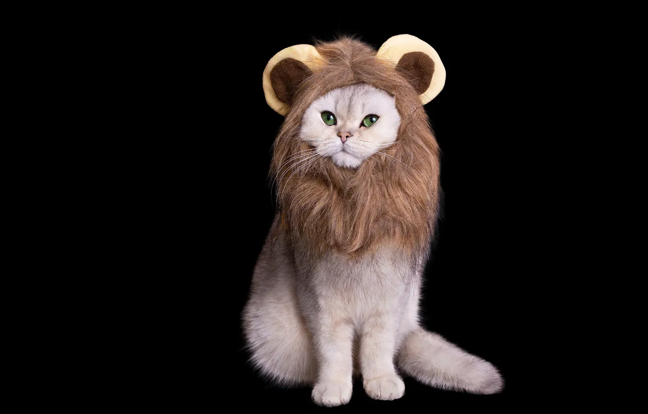 Фото обои кошка, белый, кот, взгляд, поза, лев, маска, грива