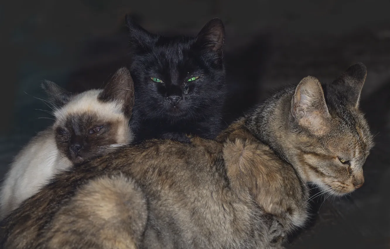 Фото обои кошки, коты, трио