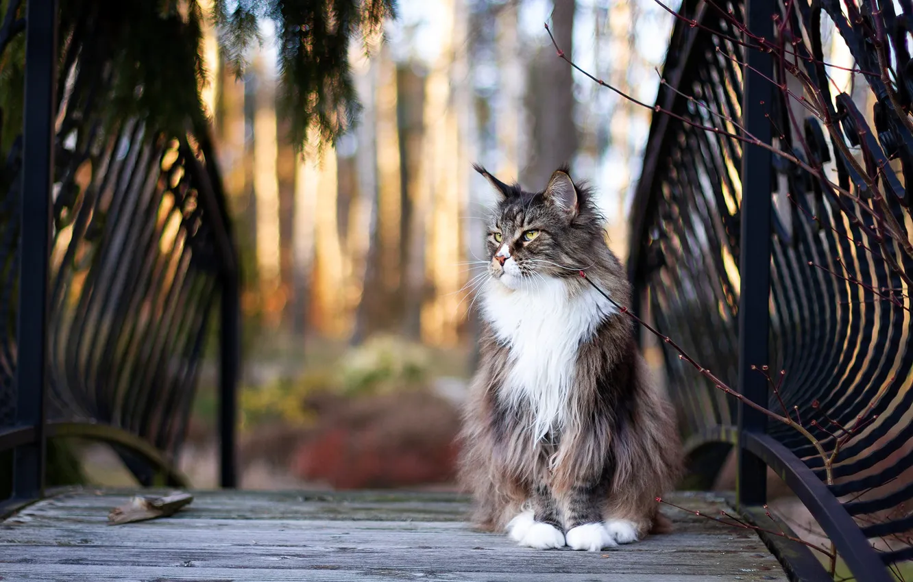 Фото обои кошка, кот, мост, природа, серый, ограждение, перила, мейн-кун