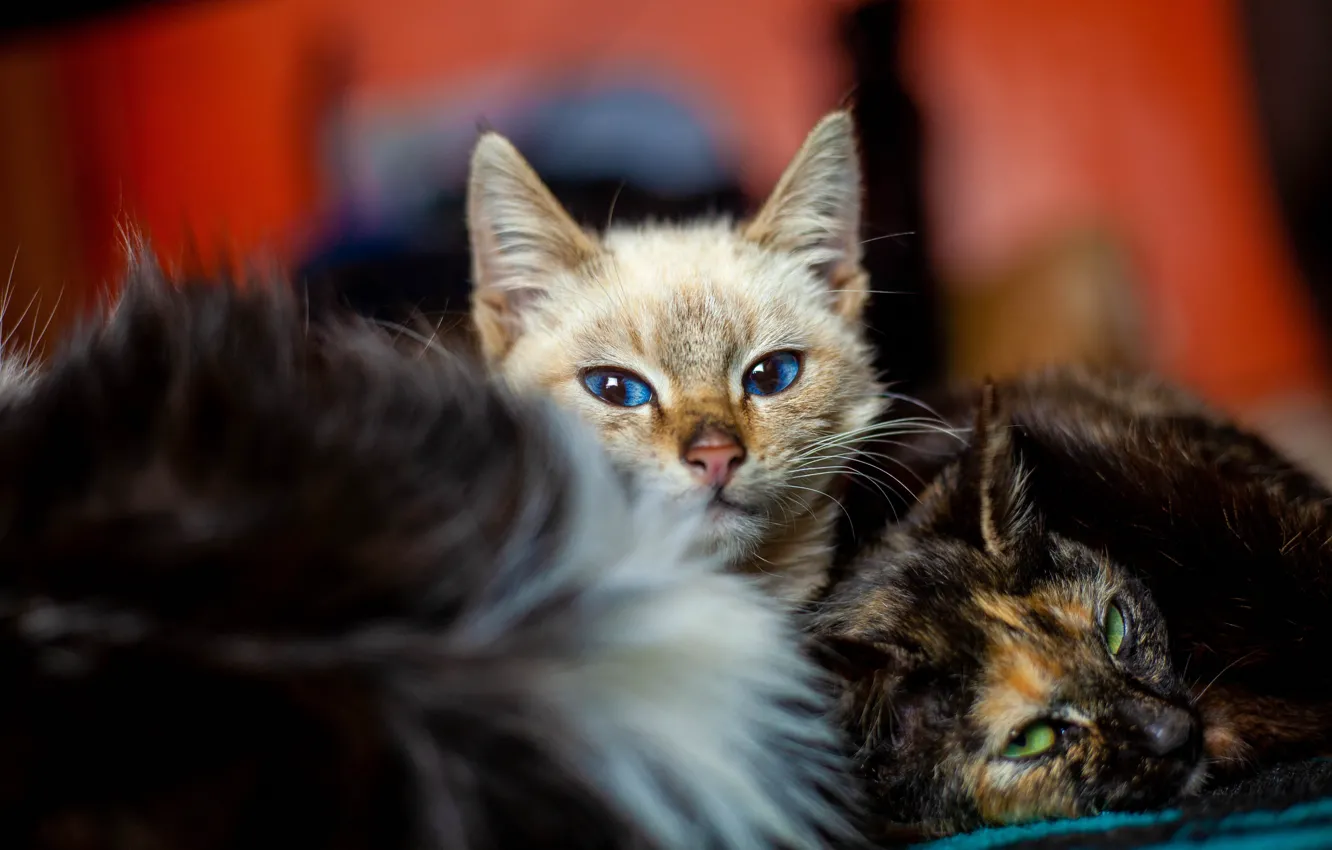 Фото обои кошка, кот, взгляд, кошки, поза, котенок, две, светлый