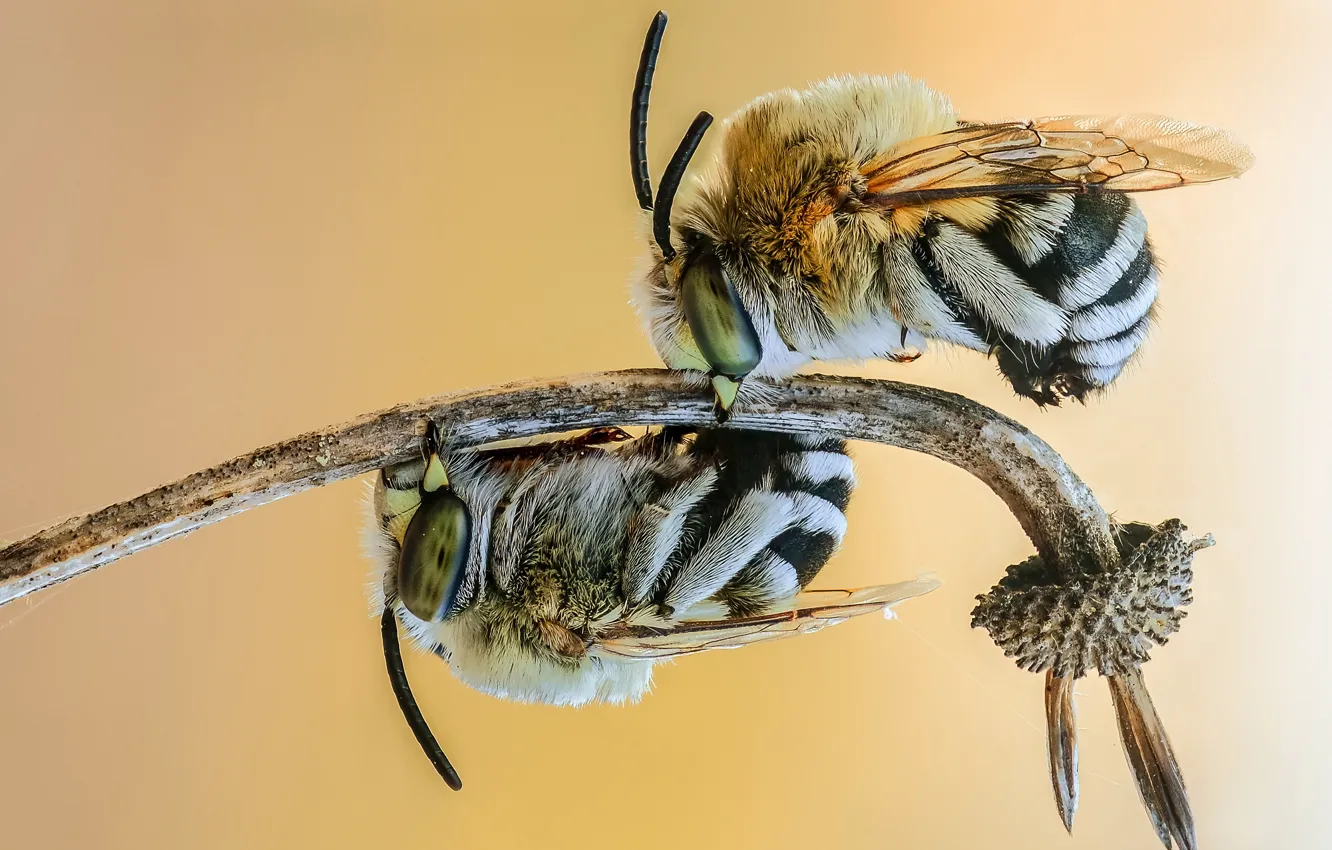 Фото обои макро, насекомые, пчела, фон, две, шмели, стебель, пара