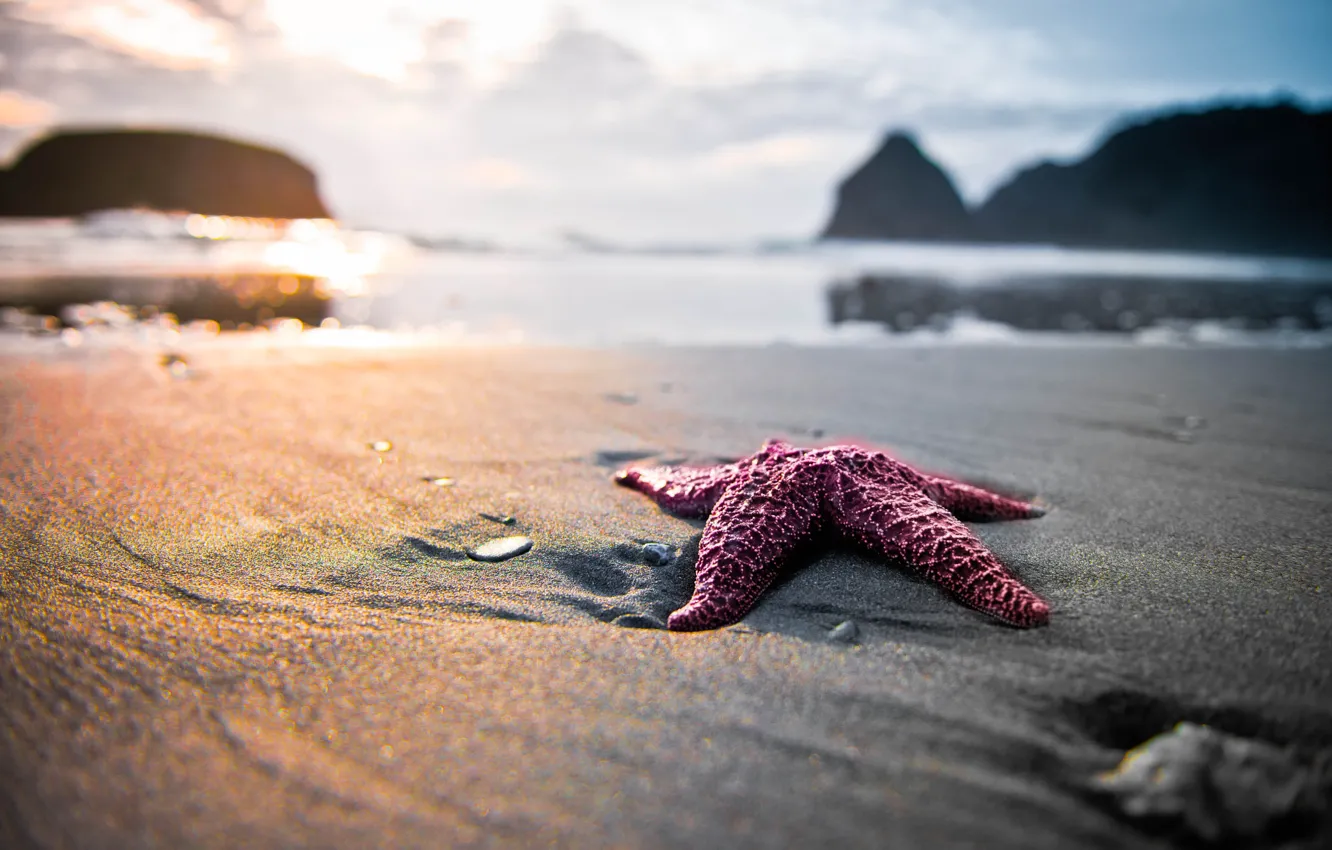 Фото обои песок, берег, морская звезда