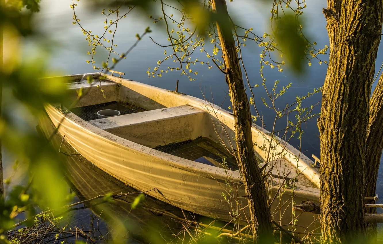 Фото обои деревья, озеро, лодка, заводь