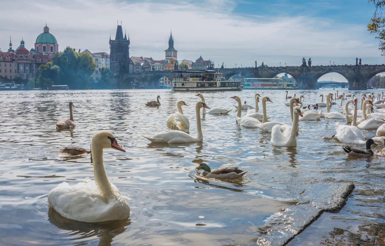Фото обои птицы, мост, река, утки, Прага, Чехия, лебеди, Prague