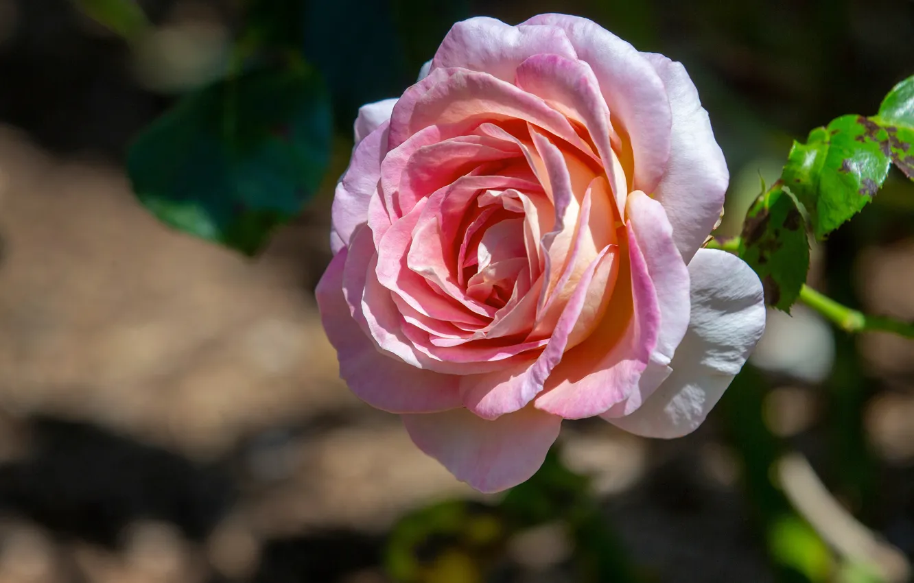 Фото обои розовая, роза, бутон, боке