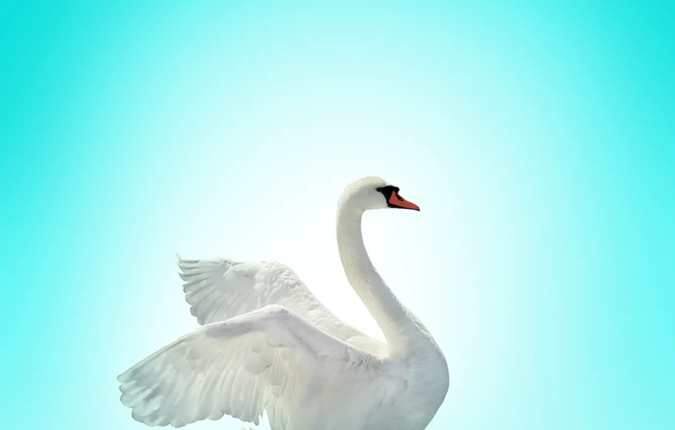 Фото обои swan, bird, lake