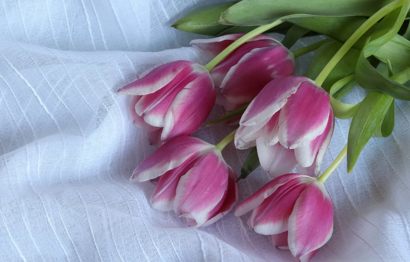 Фото обои тюльпаны, ткань, розовые, бутоны