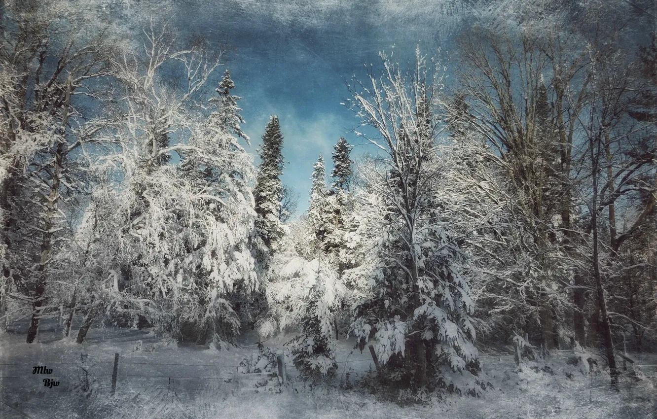 Фото обои лес, снег, фильтр, winter calm