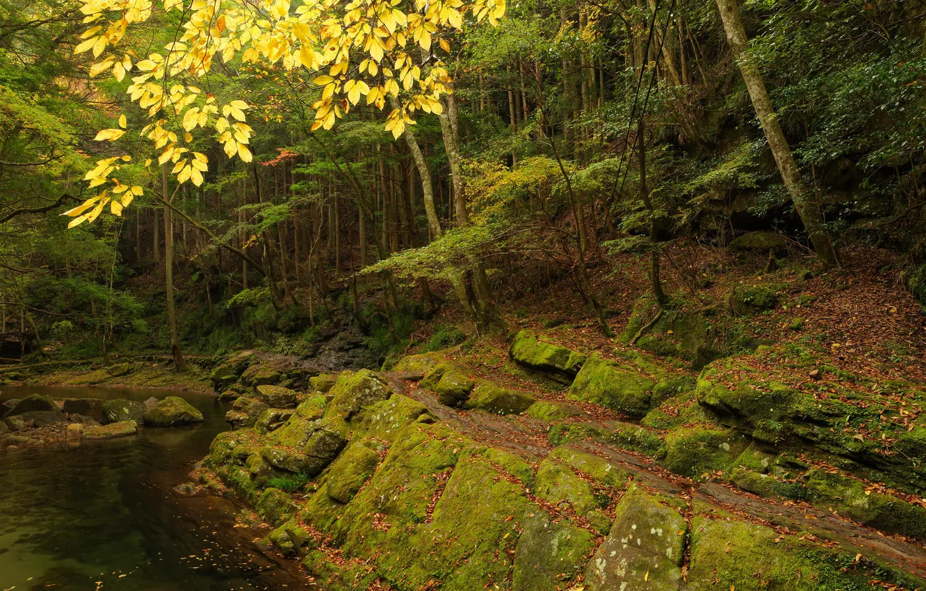 Фото обои осень, лес, деревья, скала, река, камни