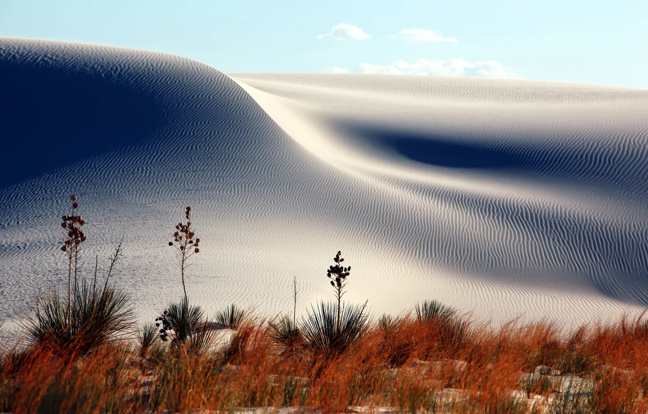 Фото обои песок, цветы, природа, дюны