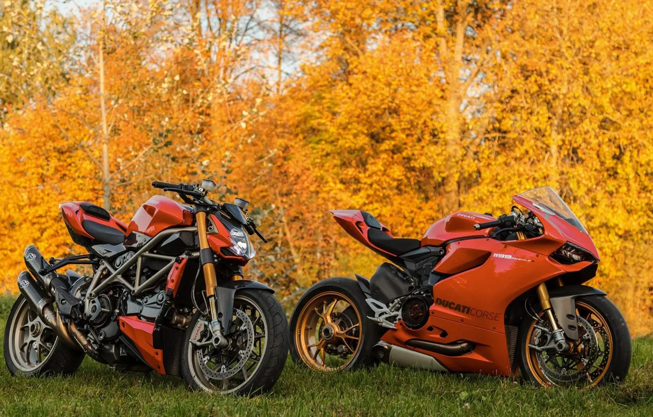 Фото обои ЛЕС, ПРИРОДА, ТРАВА, ОСЕНЬ, БАЙК, DUCATI