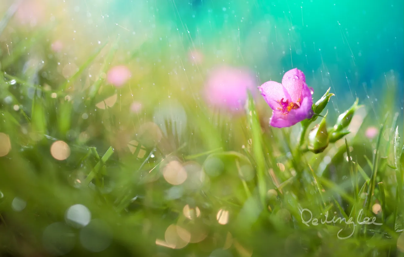 Фото обои цветок, трава, капли, дождь, боке