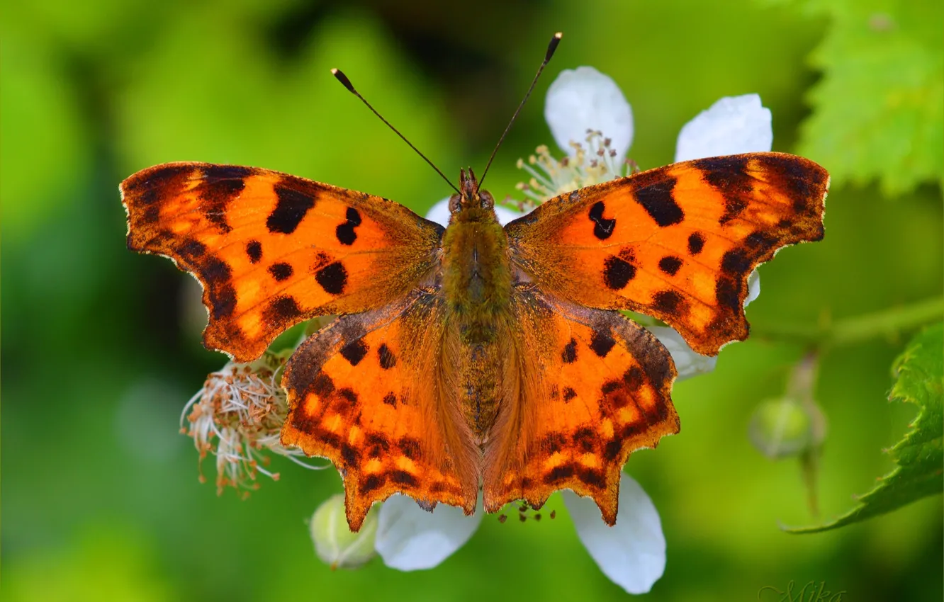 Фото обои Макро, Бабочка, Macro, Butterfly