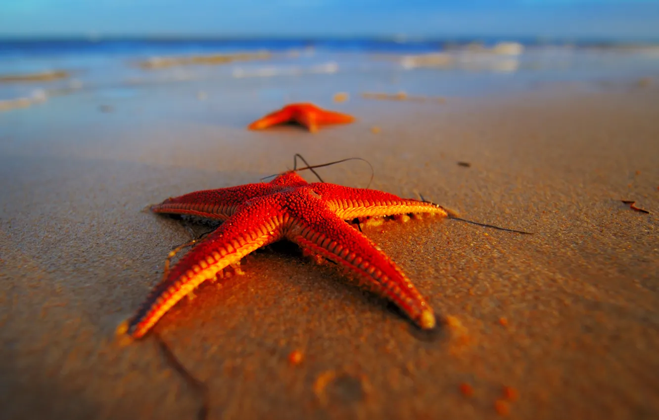 Фото обои море, пляж, звезды, макро, красные