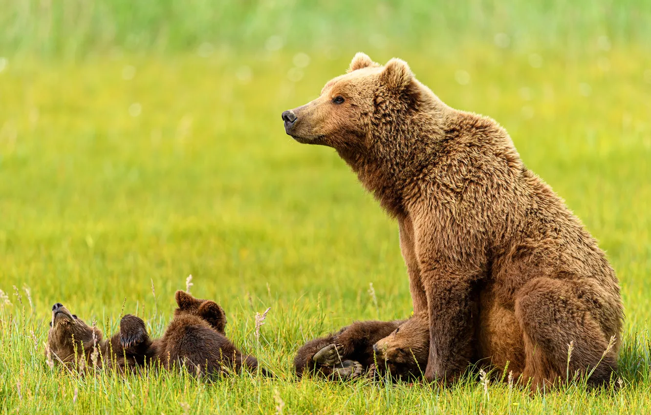 Фото обои трава, отдых, поляна, медведь, медведи, профиль, малыши, медвежата