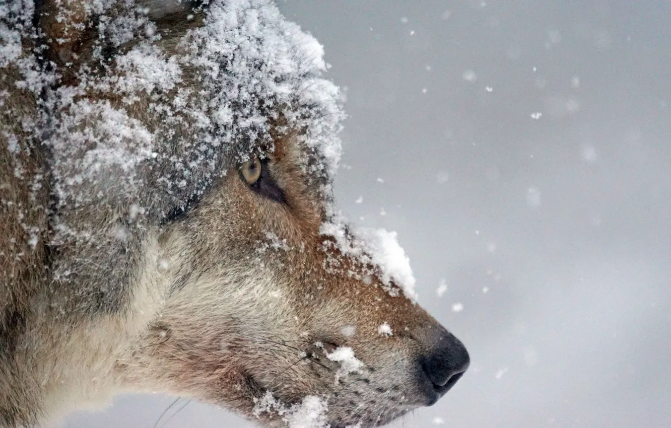 Фото обои nature, predator, animal, wolf, wildlife, portrait., Canis lupus.snow