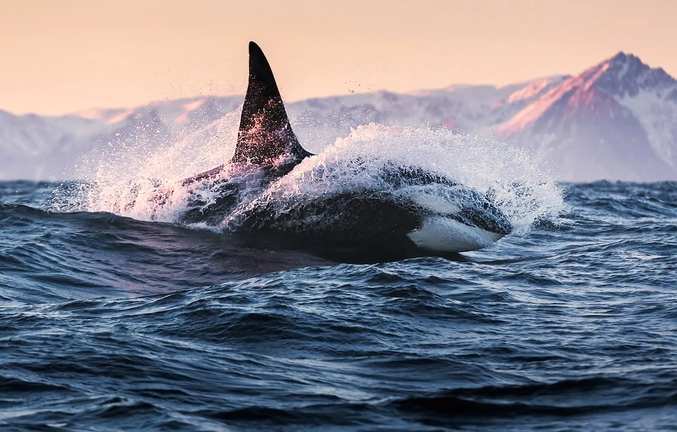 Фото обои океан, охотник, касатка