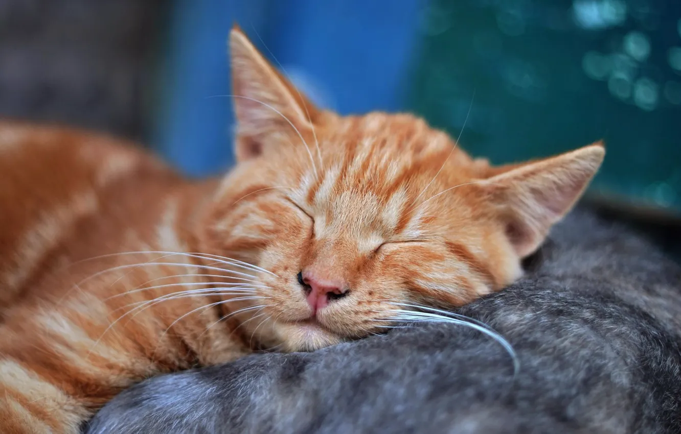 Фото обои Кошка, Котенок, Усы, Спит, Кот, Морда, Мечта, Cat