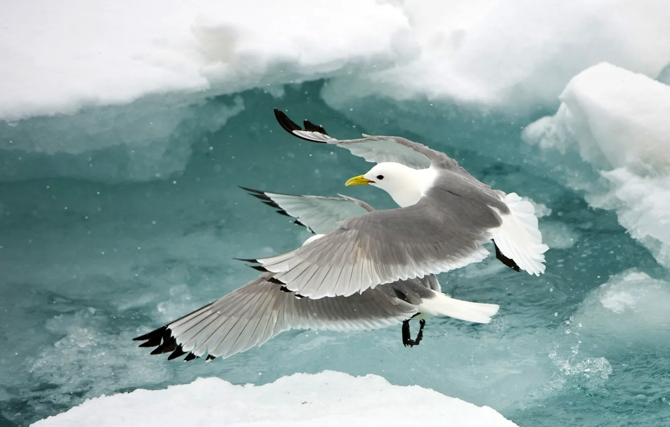 Фото обои вода, снег, птица, чайка, полёт