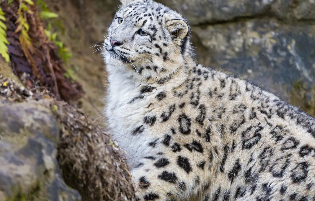 Фото обои кошка, взгляд, котенок, ирбис, снежный барс, ©Tambako The Jaguar