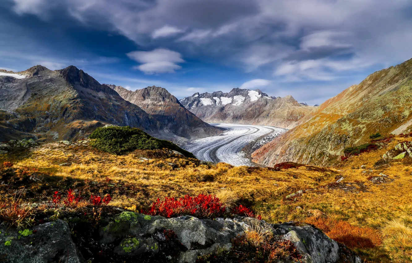 Фото обои цветы, горы, Швейцария, ледник, Альпы, Switzerland, Alps, Алечский ледник