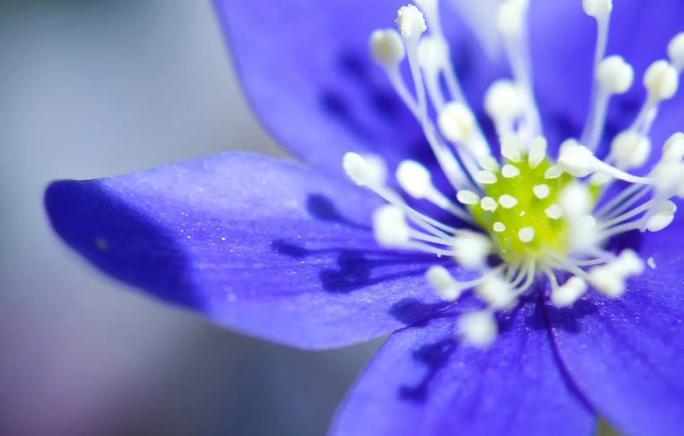 Фото обои цветок, макро, синий, лепестки