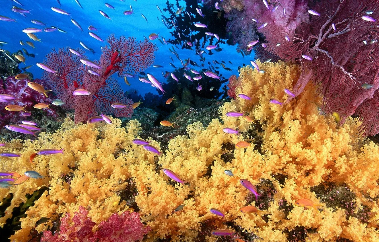 Фото обои рыбы, желтый, фото, кораллы, лиловый