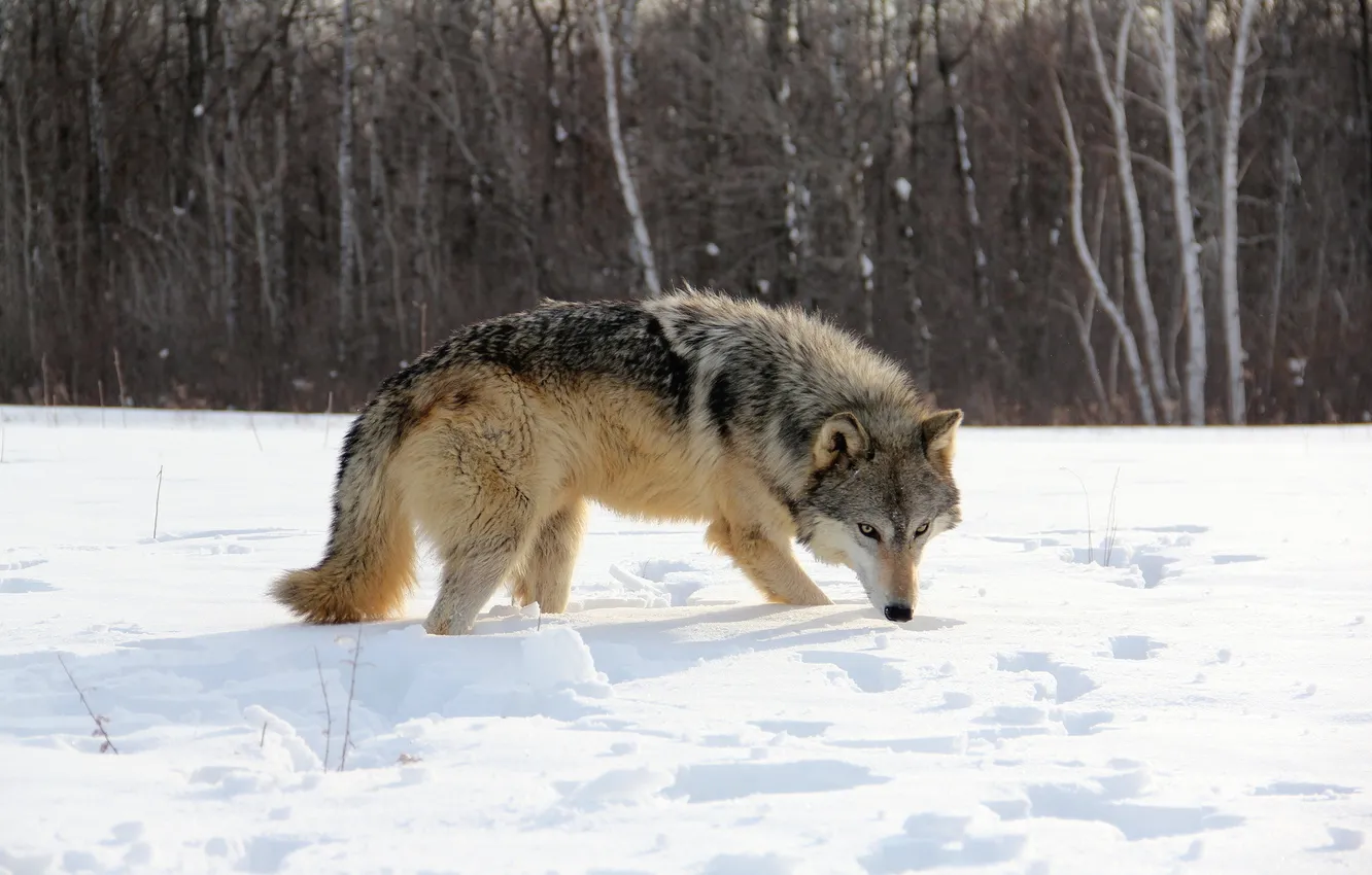 Фото обои зима, снег, волк