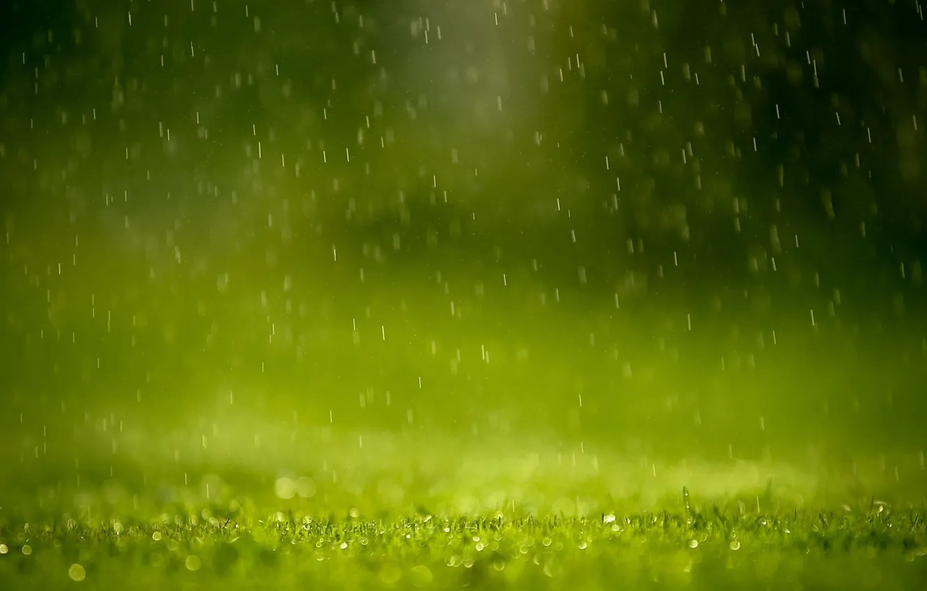 Фото обои зелень, трава, капли, брызги, дождь