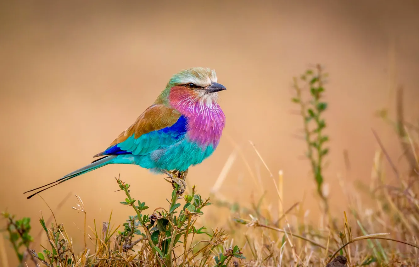 Фото обои птичка, разноцветная, Flying rainbow