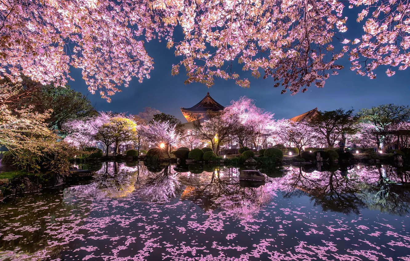 Фото обои свет, цветы, ночь, город, огни, пруд, весна, Япония