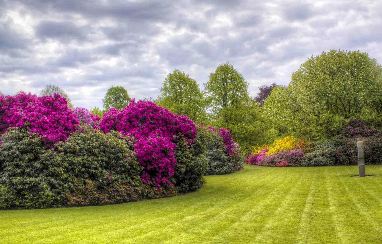 Фото обои лето, деревья, цветы, HDR, сад, trees, азалия, Kenwood