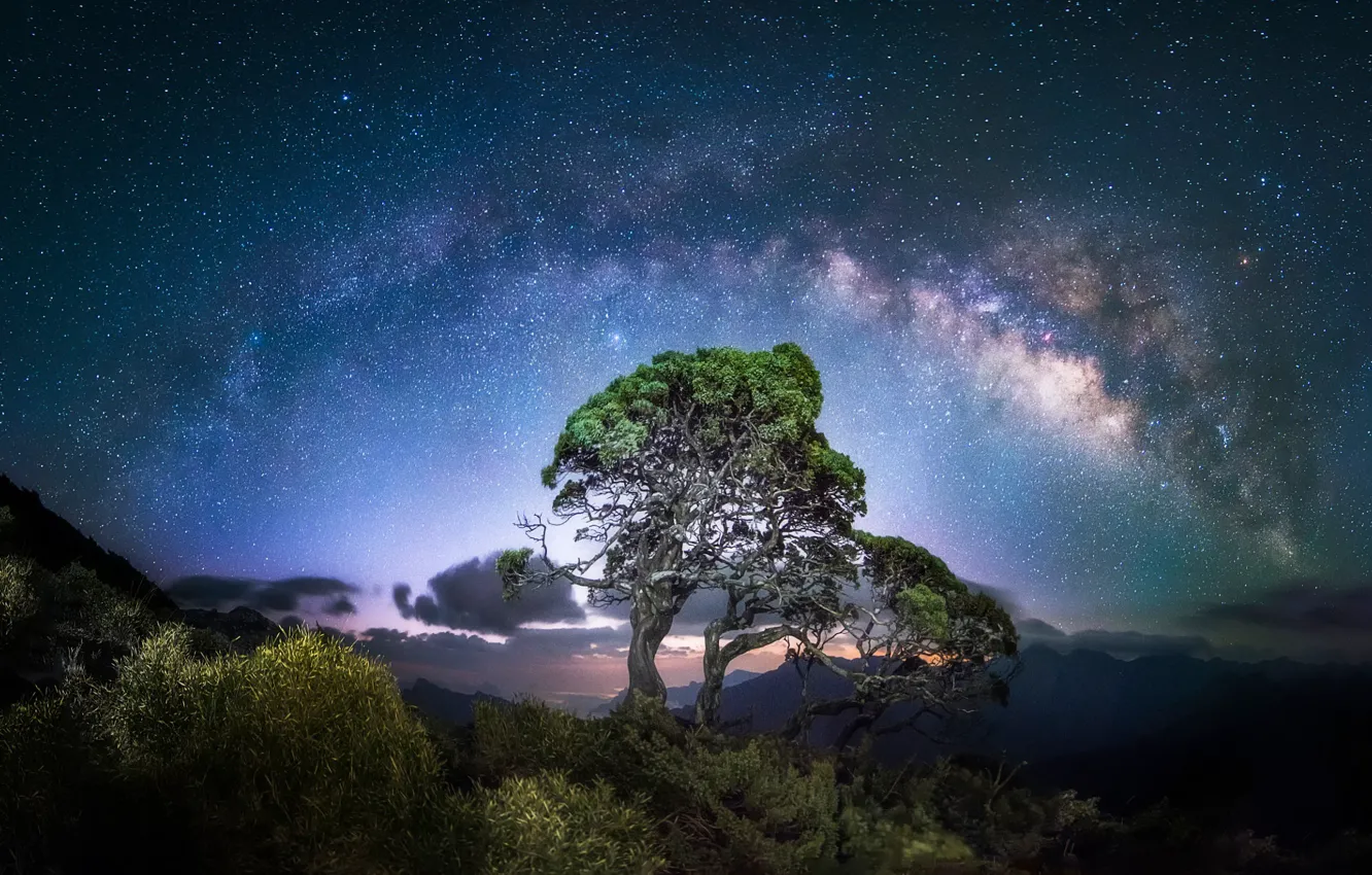 Фото обои небо, звезды, деревья, ночь, млечный путь