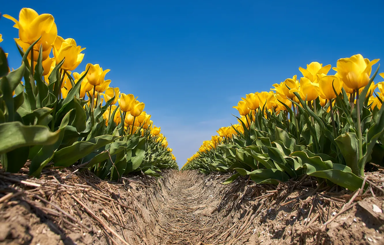 Фото обои поле, небо, солнце, цветы, желтые, тюльпаны