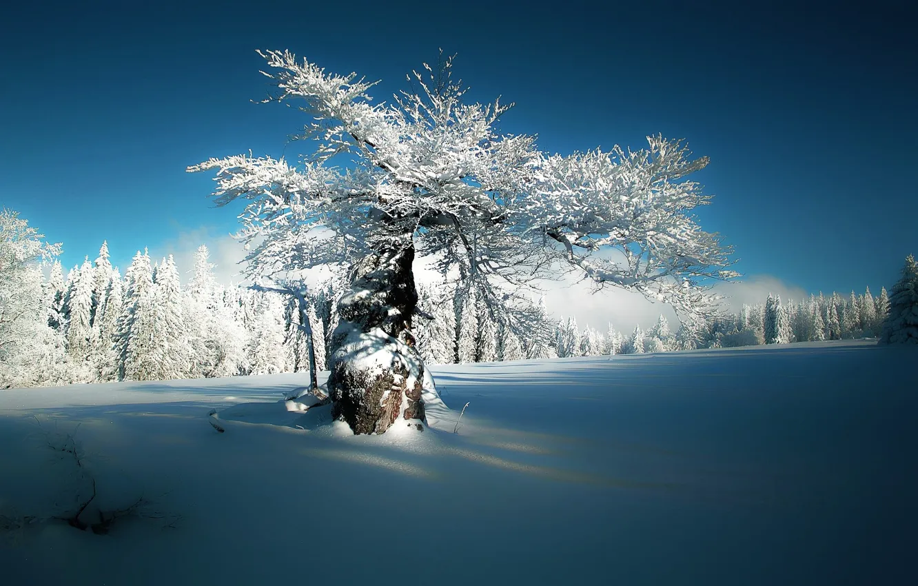 Фото обои зима, небо, снег, природа, тишина, мороз, солнечный день, дерево в снегу