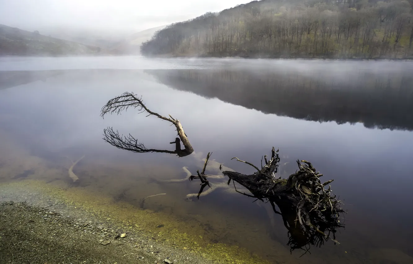 Фото обои туман, река, дерево