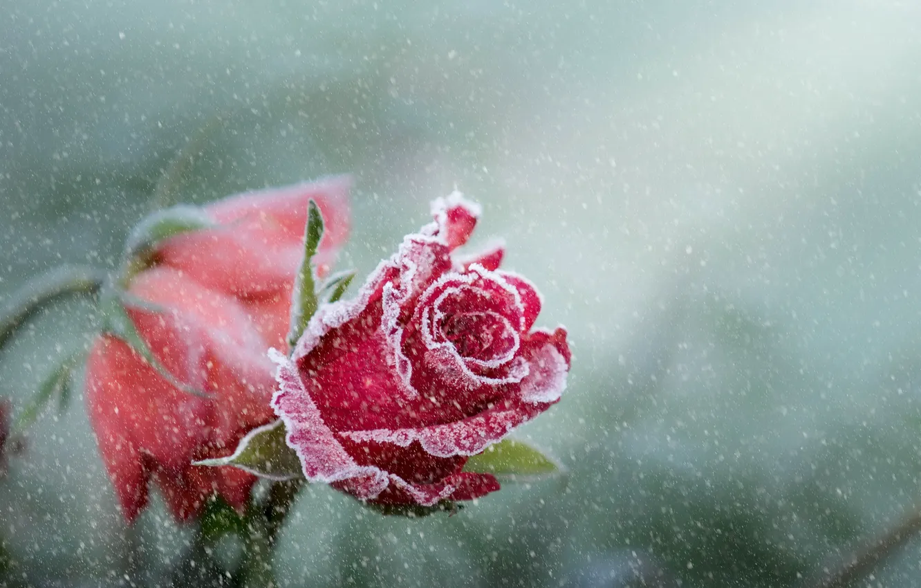 Фото обои цветок, снег, роза
