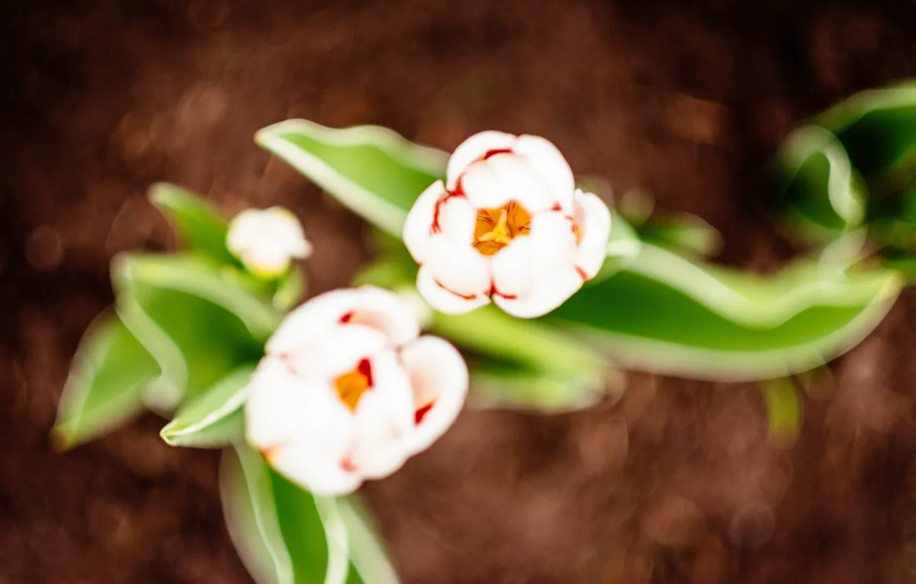 Фото обои лепестки, тюльпаны, белые