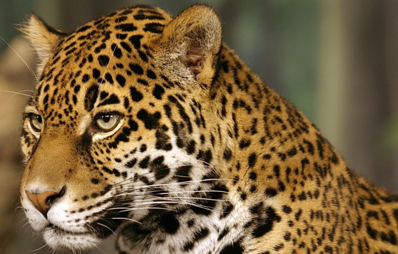 Фото обои кошка, Ягуар, пятна, jaguar