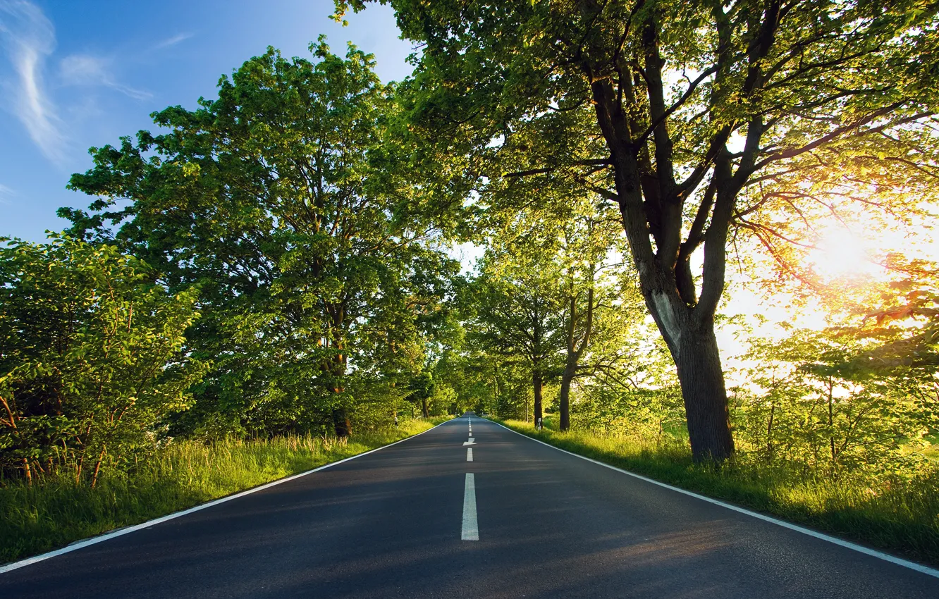 Фото обои дорога, солнце, деревья, зеленый