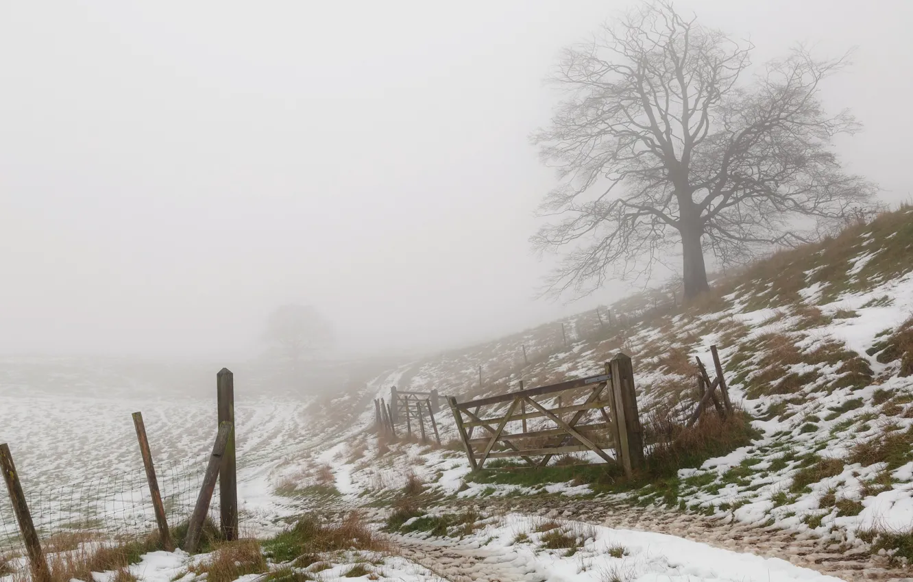 Фото обои зима, туман, забор