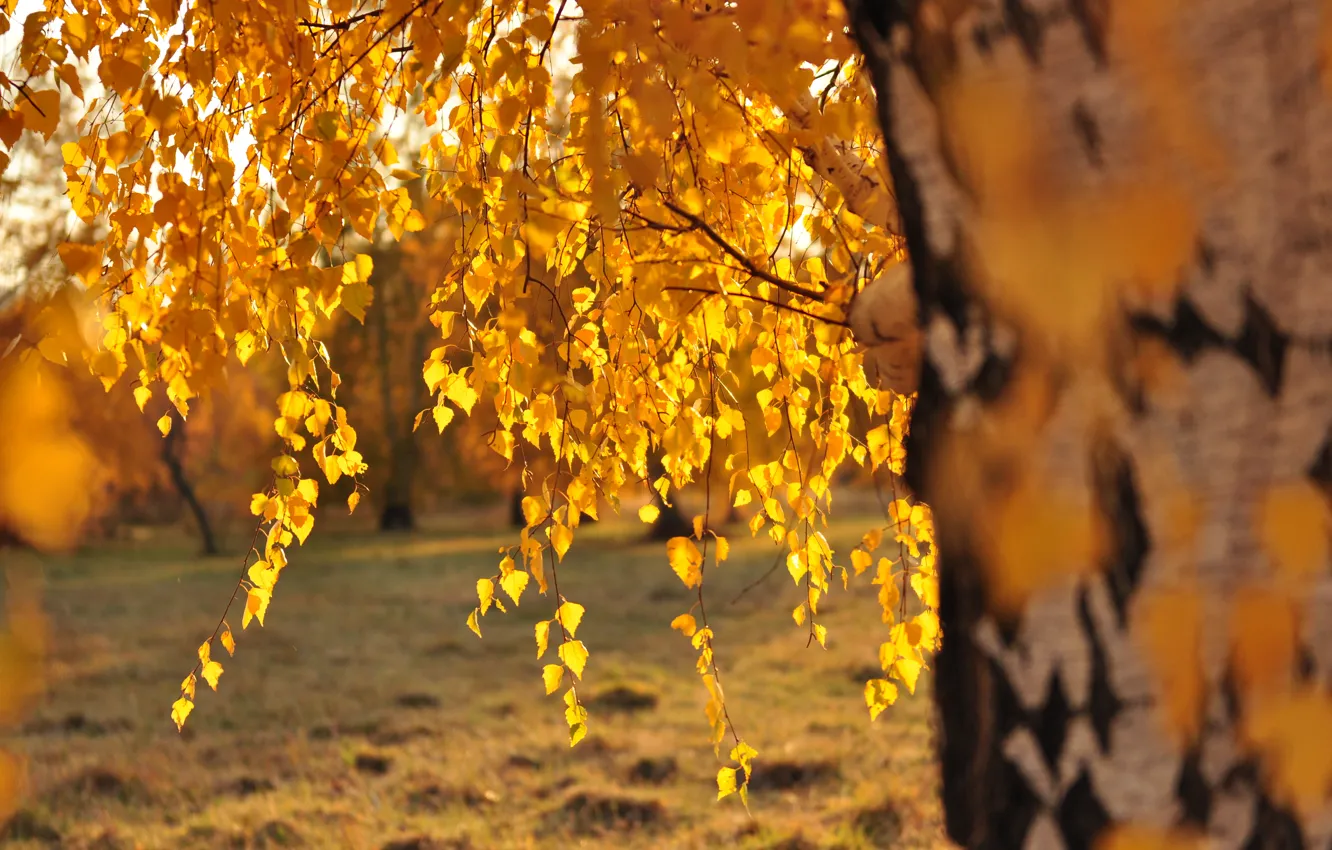 Фото обои листья, солнце, береза, золотая осень