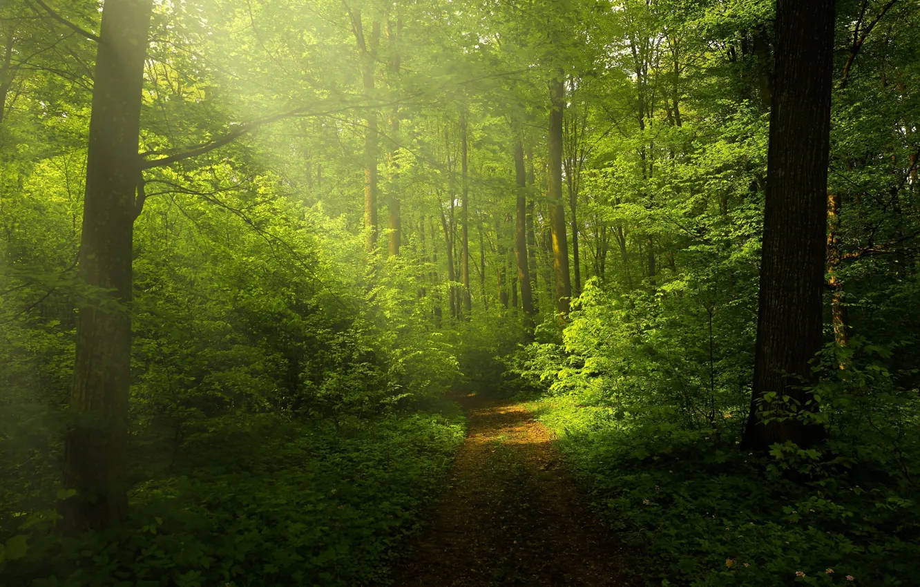 Фото обои nature, pathway, Green forest, sunrays through trees, woods trails