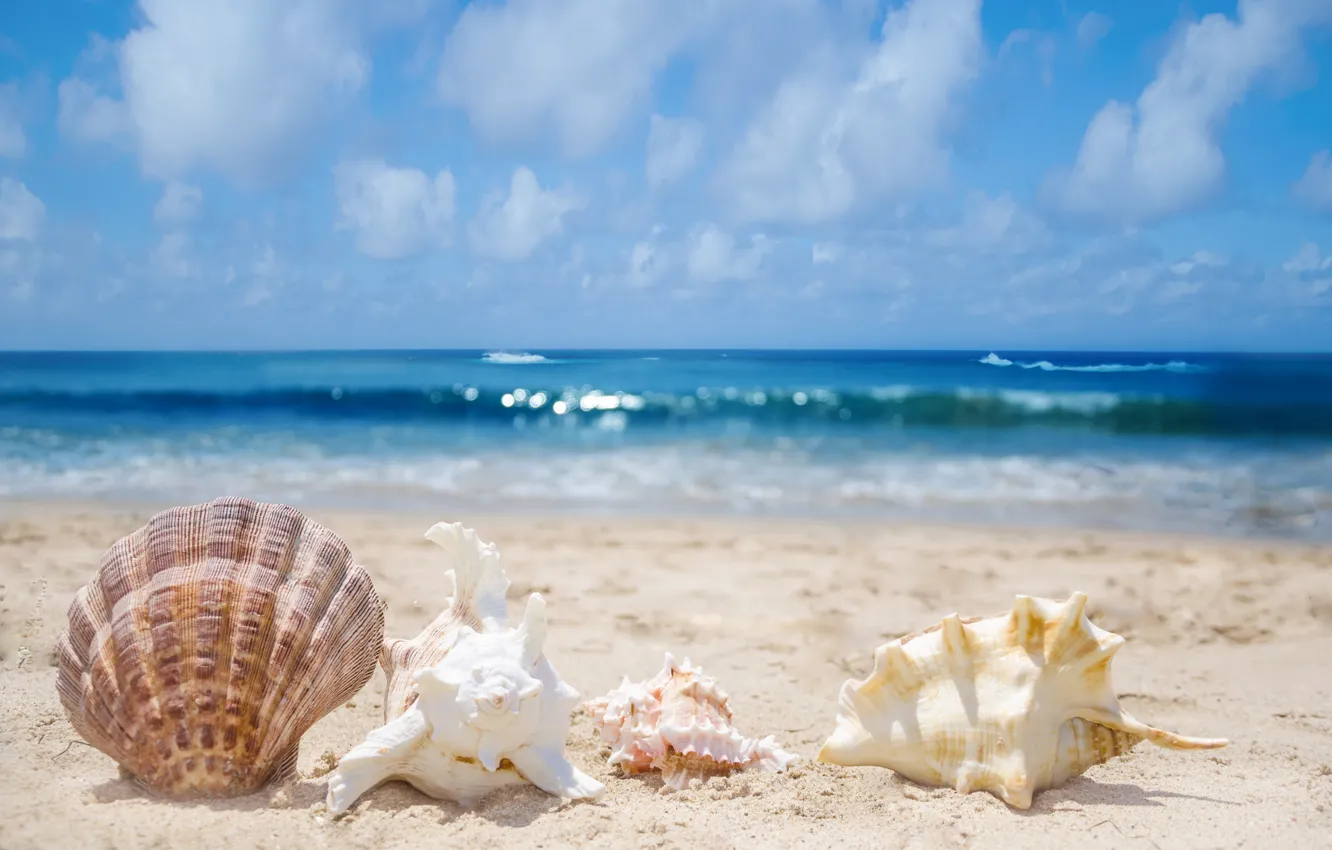 Фото обои песок, море, прибой, ракушки, раковины