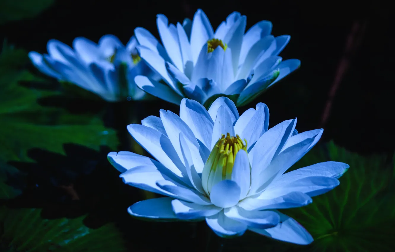 Фото обои макро, цветы, пруд, темный фон, лепестки, голубые, три, трио