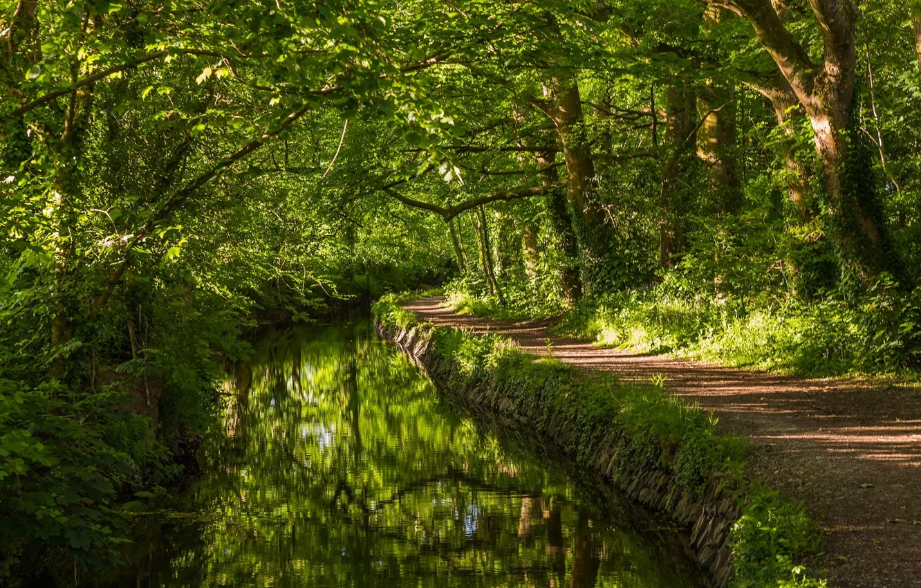 Фото обои зелень, лес, деревья, река, Англия, речка, тропинка, England
