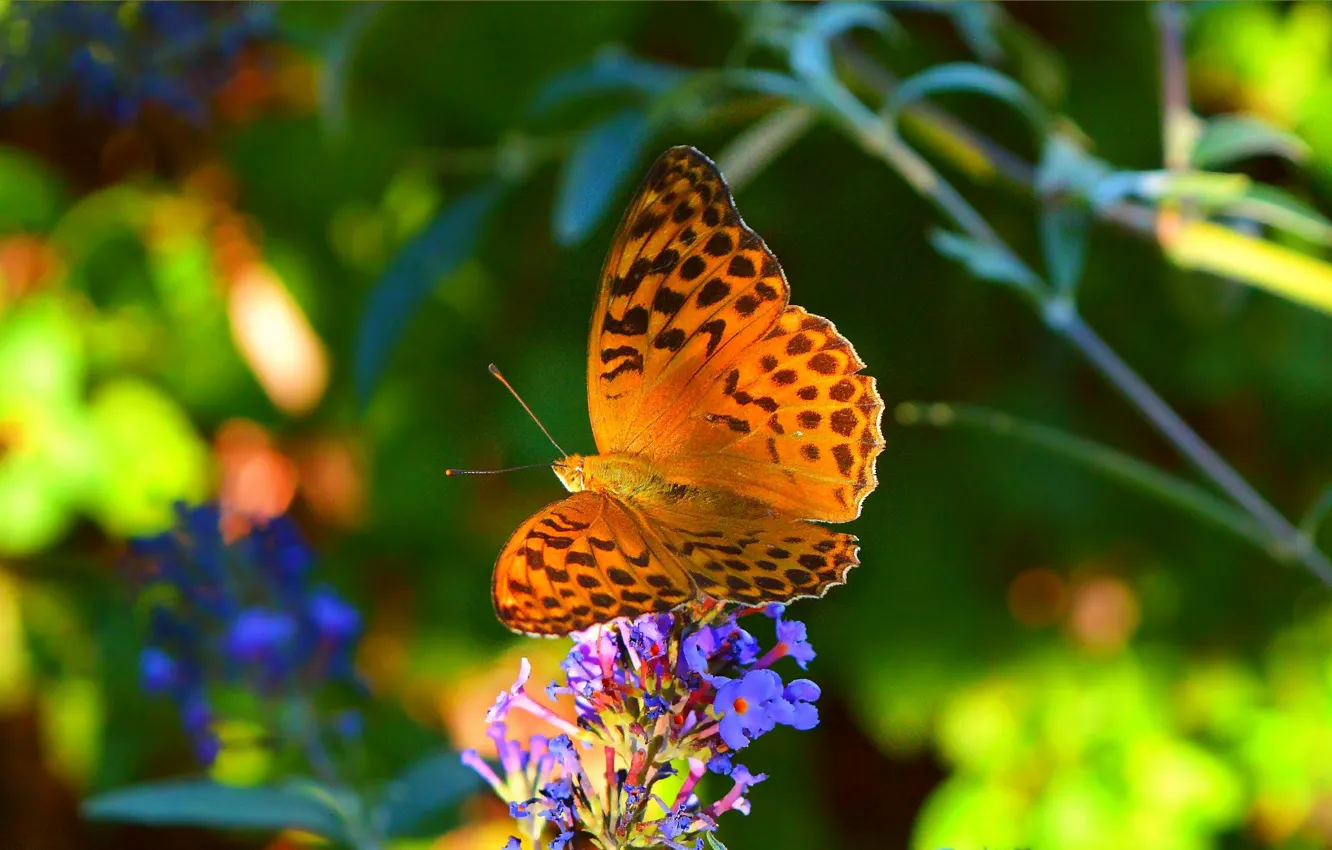 Фото обои Макро, Бабочка, Цветочки, Flowers, Macro, Butterfly