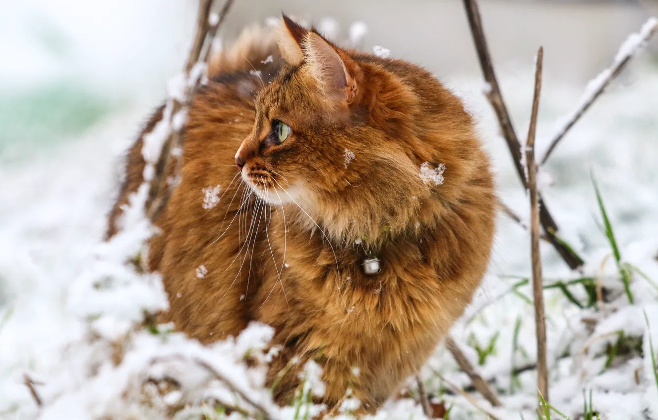 Фото обои зима, кошка, глаза, снежинки, фон, шерсть
