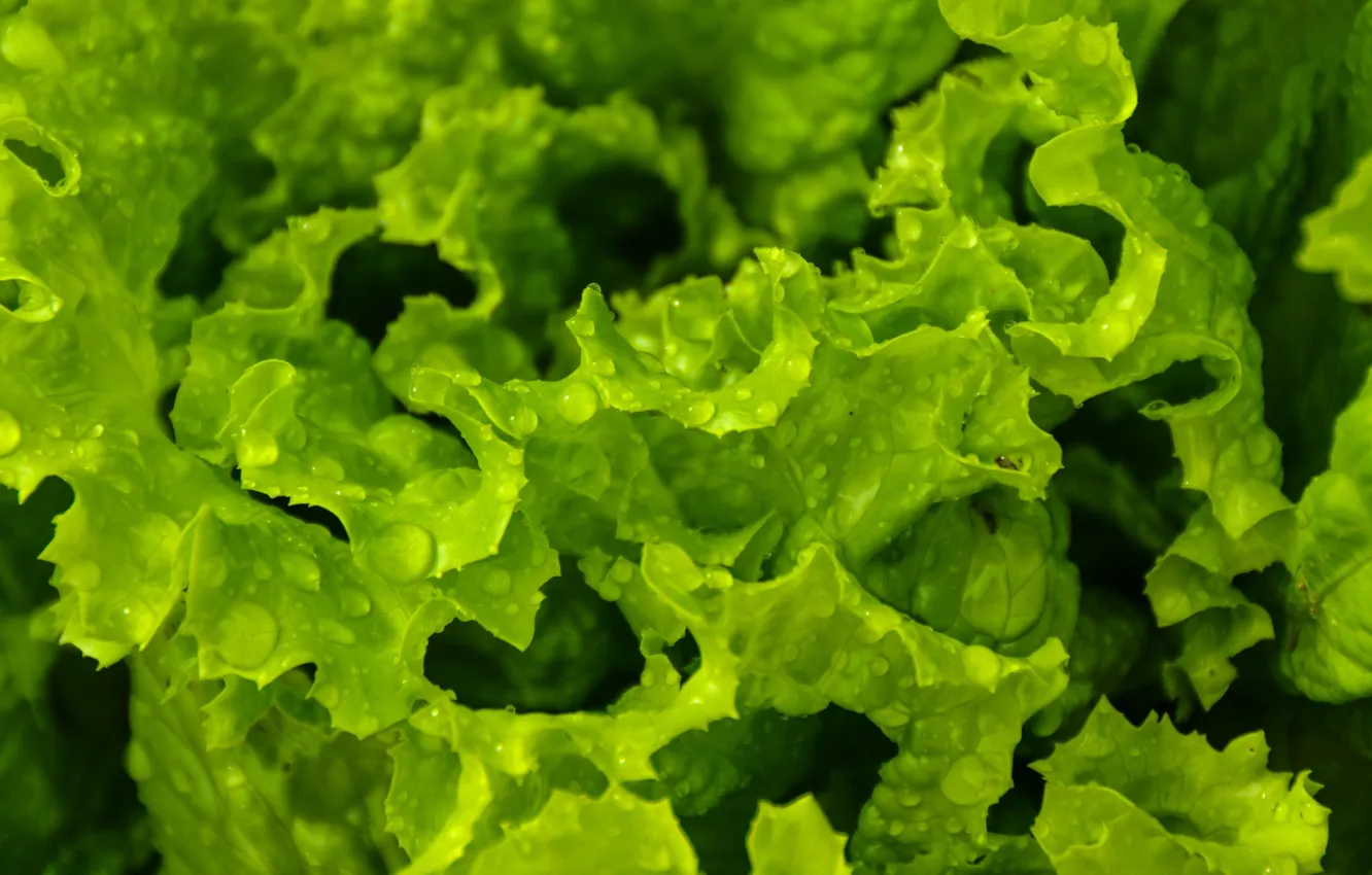Фото обои green, plant, raindrops, lettuce
